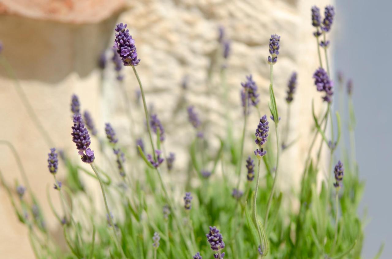 Villa Lauriana Diminici ภายนอก รูปภาพ